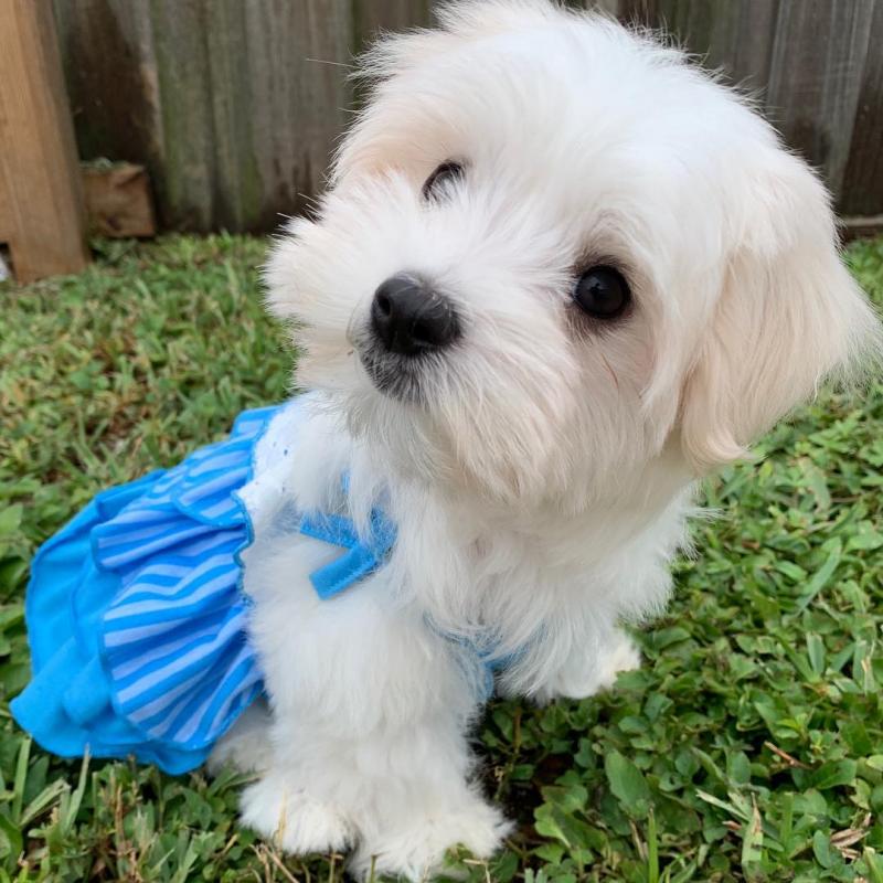 Healthy Male and Female MALTESE Puppies Available For Adoption Image eClassifieds4u