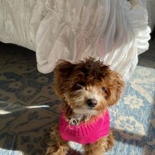 🐶🐶 CUTE CKC ✔✔ 2022 ✔✔ MALE 🐶 FEMALE MALTIPOO PUPPIES 🐶🐶 Image eClassifieds4U