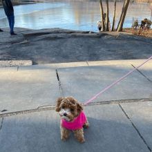 🐶🐶 CUTE CKC ✔✔ 2022 ✔✔ MALE 🐶 FEMALE MALTIPOO PUPPIES 🐶🐶 Image eClassifieds4u 2