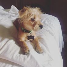 Ready for great homes ( Morkie puppies ) Image eClassifieds4U