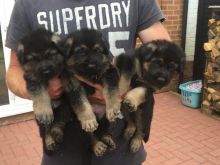 🟥🍁🟥SMART CANADIAN 🐶 GERMAN SHEPHERD PUPPIES 🟥🍁🟥 Image eClassifieds4u 1