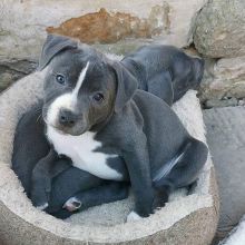 Adorable Blue Staffordshire Bull Terriers Image eClassifieds4U