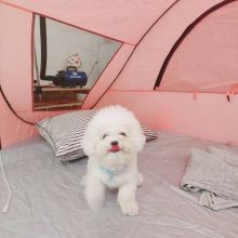 Bichon Frise Puppies Looking For Their Forever Home Image eClassifieds4U