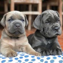 Cane Corso Puppies For Adoption Image eClassifieds4U