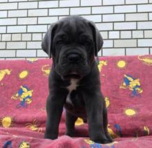 Cane Corso Puppies For Adoption Image eClassifieds4U