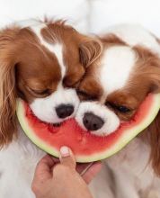 Cavalier King Charles Spaniel Puppies Available 💕Delivery possible🌎 Image eClassifieds4u 2