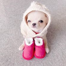 Charming chihuahua Puppies Available for adoption Image eClassifieds4U