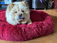 Fantastic Chow Chow Puppies For Adoption Image eClassifieds4u 1