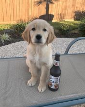 Golden Retriever puppies for adoption!! Image eClassifieds4U