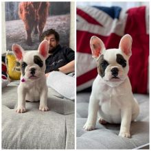 π₯ππ₯ LOVELY CANADIAN FRENCH BULLDOG π PUPPIES π₯° READY FOR A NEW HOME ππ Image eClassifieds4u 1