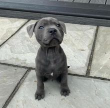 Pitbull Puppies For Adoption Image eClassifieds4U