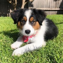 Super Border Collie puppies male and female ready for new homes Image eClassifieds4u 1