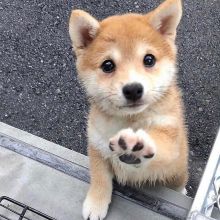 Sweet Shiba Inu Puppies For Adoption Image eClassifieds4U