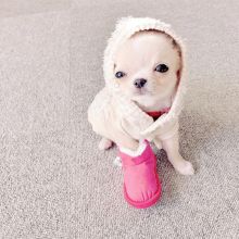Sweet Teacup Pomeranian Puppies for Adoption 💕Delivery possible🌎 Image eClassifieds4u 1