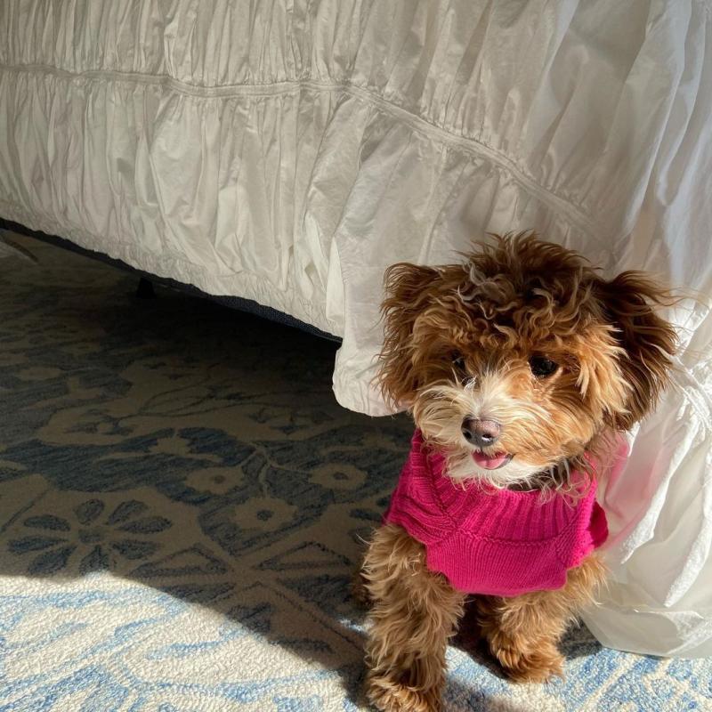 Maltipoo puppies male and female for adoption Image eClassifieds4u