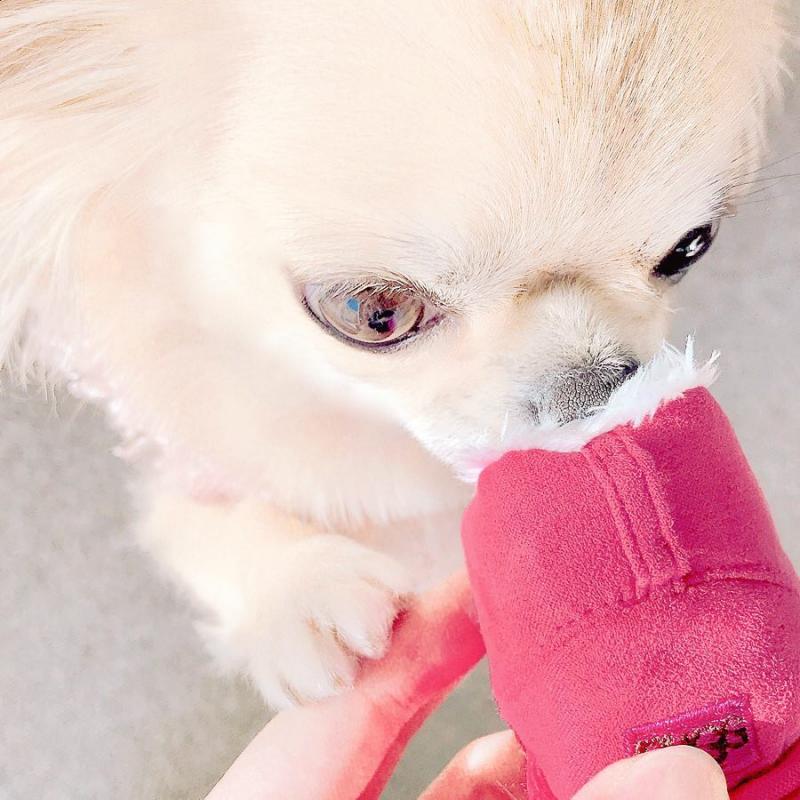 Quality Jack Russell Puppies For Adoption Image eClassifieds4u