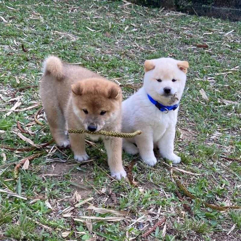 Shiba Inu Puppies now available Image eClassifieds4u