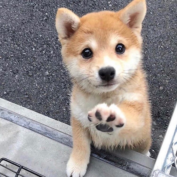 Sweet Shiba Inu Puppies For Adoption Image eClassifieds4u