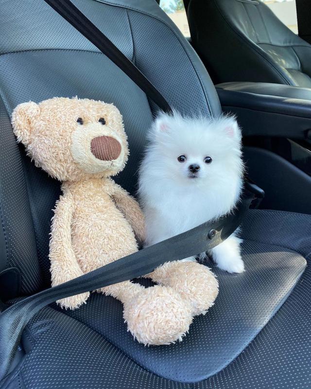 Sweet Teacup Pomeranian Puppies for Adoption 💕Delivery possible🌎 Image eClassifieds4u