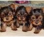 achtdy Yorkshire Terrier puppies