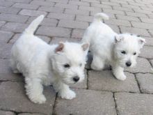 agsdfre nice West Highland terrier puppies