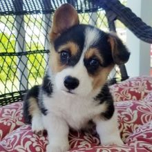 cdgth awesome 2 welsh corgi puppies