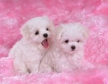 cgtrh Adorable Maltese Puppies