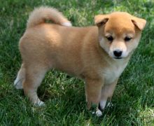 🟥🍁🟥 C.K.C MALE AND FEMALE SHIBA INU PUPPIES 🟥🍁🟥