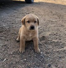 csdbgn Adorable Lab Pups for Rehoming