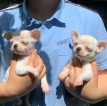 Cute Male and Female Chihuahua Puppies Up for Adoption...