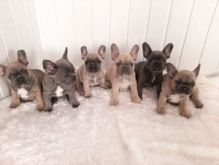 fbgn Reg* Registered French Bulldog Puppies