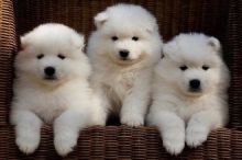 ffdhyj purest Samoyed puppies