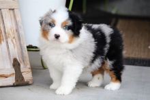 fhjyn cute Australian Shepherd puppies