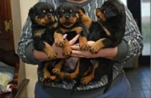 frht Beautiful German Rottweiler puppies