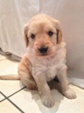 sgrh Miniature Goldendoodle Puppies