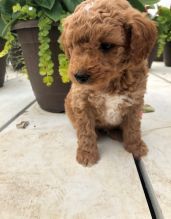 xvh Brillaint apoo puppies ready