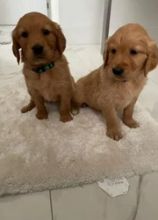 zcdsgb Registered Golden Retriever Puppies