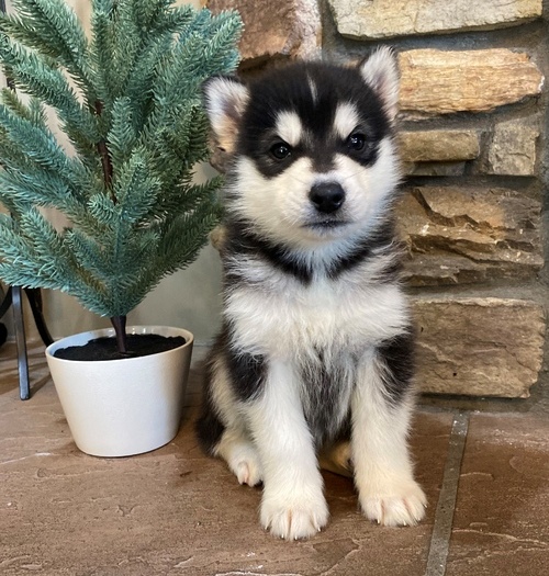 afhtyj Siberian Husky Puppies Image eClassifieds4u