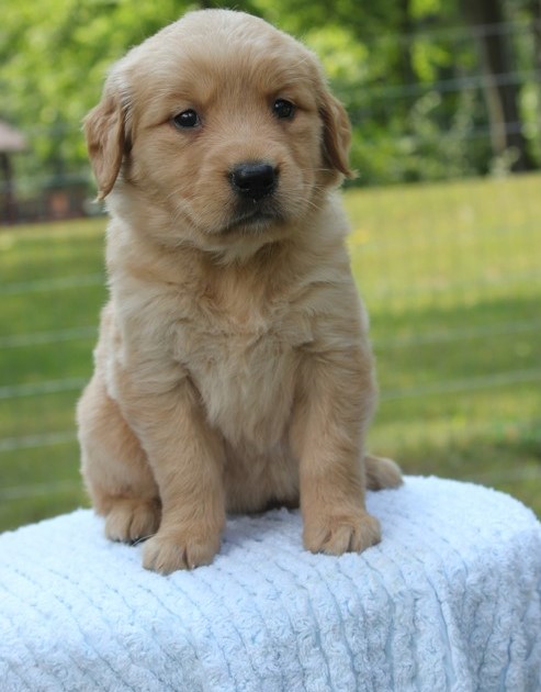 bhhfrdr Purebred Golden Retriever Puppies Image eClassifieds4u