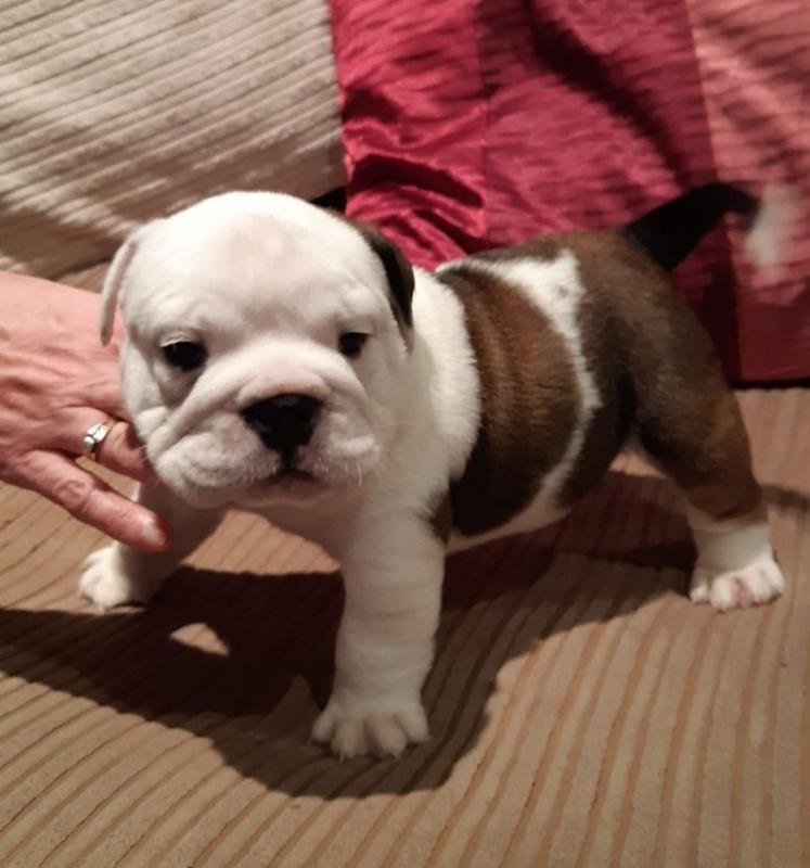 cdfhytj English Bulldog puppies Image eClassifieds4u