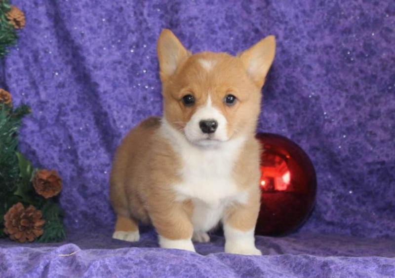 🟥🍁🟥 CANADIAN PEMBROKE WELSH CORGI PUPPIES AVAILABLE 🟥🍁🟥 Image eClassifieds4u
