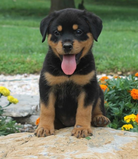 🟥🍁🟥C.K.C MALE AND FEMALE ROTTWEILER PUPPIES 🟥🍁🟥 Image eClassifieds4u