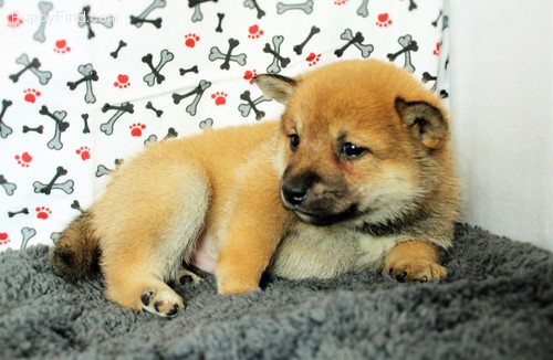 🟥🍁🟥 CANADIAN SHIBA INU PUPPIES AVAILABLE 🟥🍁🟥 Image eClassifieds4u