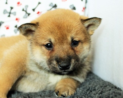 🟥🍁🟥 CANADIAN SHIBA INU PUPPIES AVAILABLE 🟥🍁🟥 Image eClassifieds4u