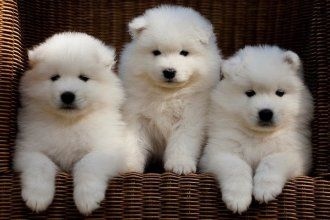 ffdhyj purest Samoyed puppies Image eClassifieds4u