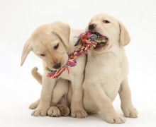 🟥🍁🟥 CANADIAN Labrador Retriever PUPPIES AVAILABLE 🟥🍁🟥 Image eClassifieds4u 2