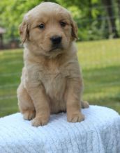 bhhfrdr Purebred Golden Retriever Puppies Image eClassifieds4U