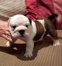 cdfhytj English Bulldog puppies Image eClassifieds4u 1