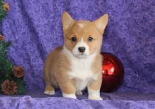 🟥🍁🟥 CANADIAN PEMBROKE WELSH CORGI PUPPIES AVAILABLE 🟥🍁🟥 Image eClassifieds4u 2