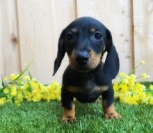 ctrh ADORABLE Miniature Dachshund Image eClassifieds4U